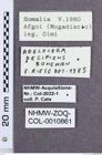 Etikette zu Adelocera decipiens (NHMW-ZOO-COL-0010861)